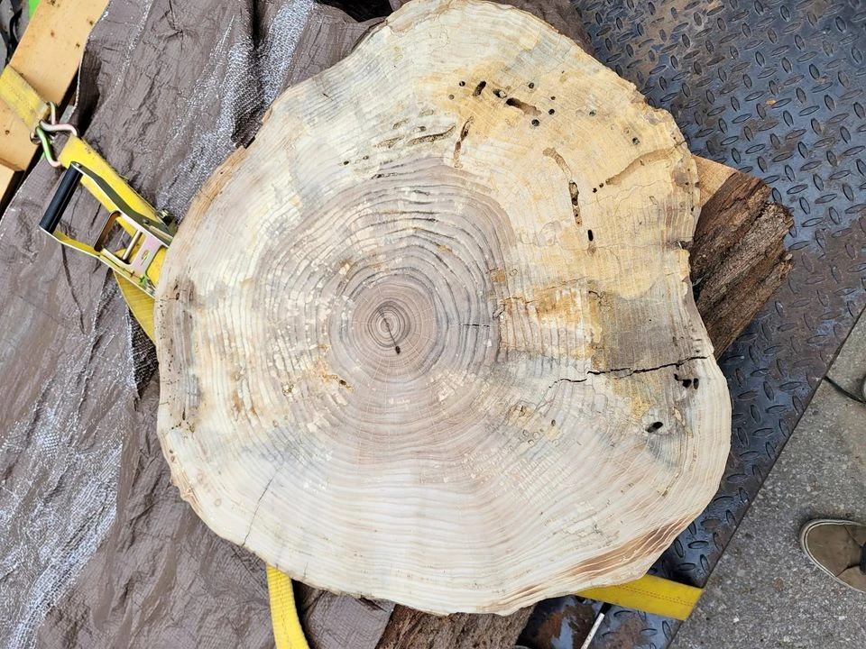 Ash Wood Slices – Ideal for Epoxy Projects 23-32″