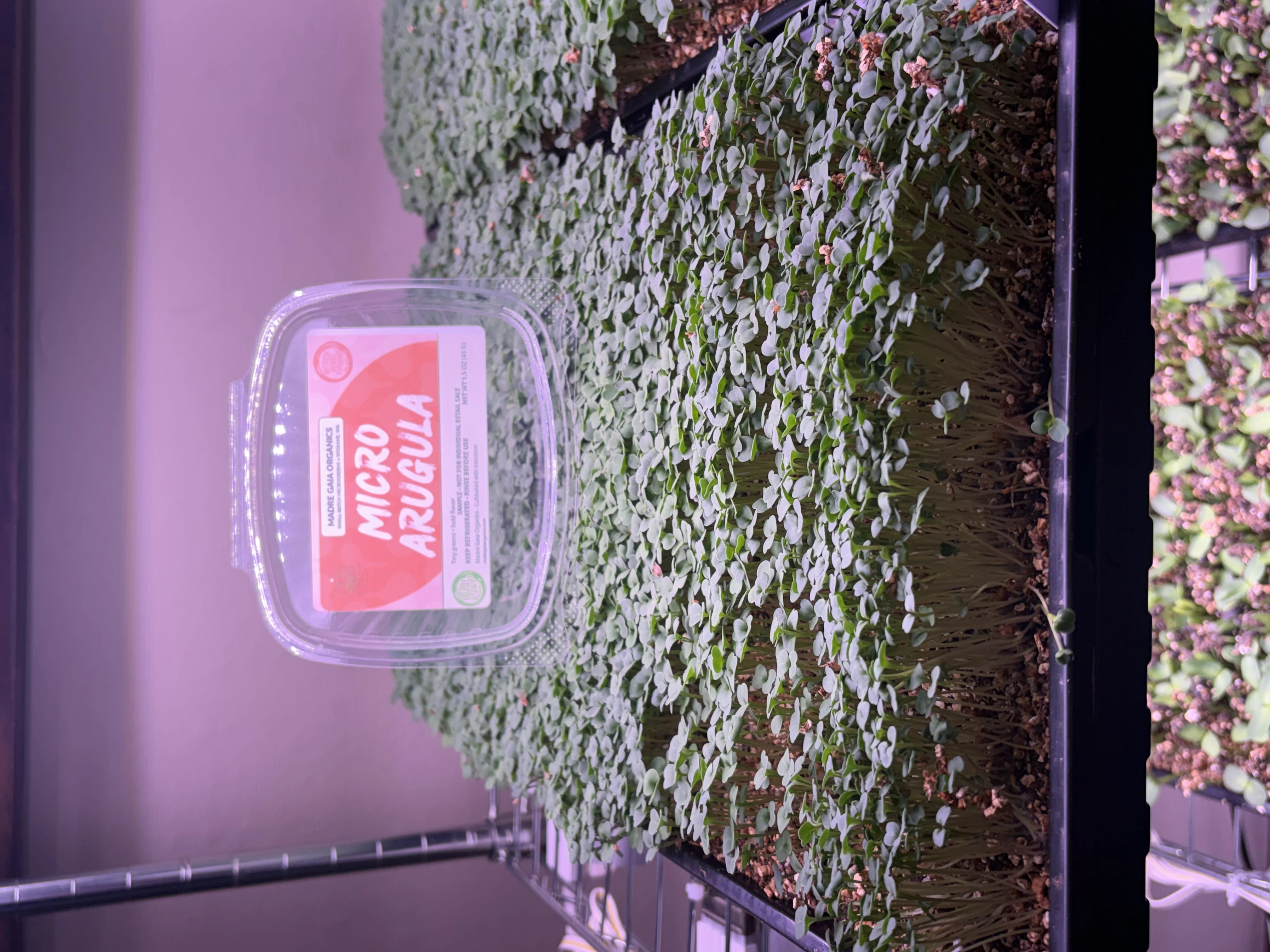 Arugula Microgreens