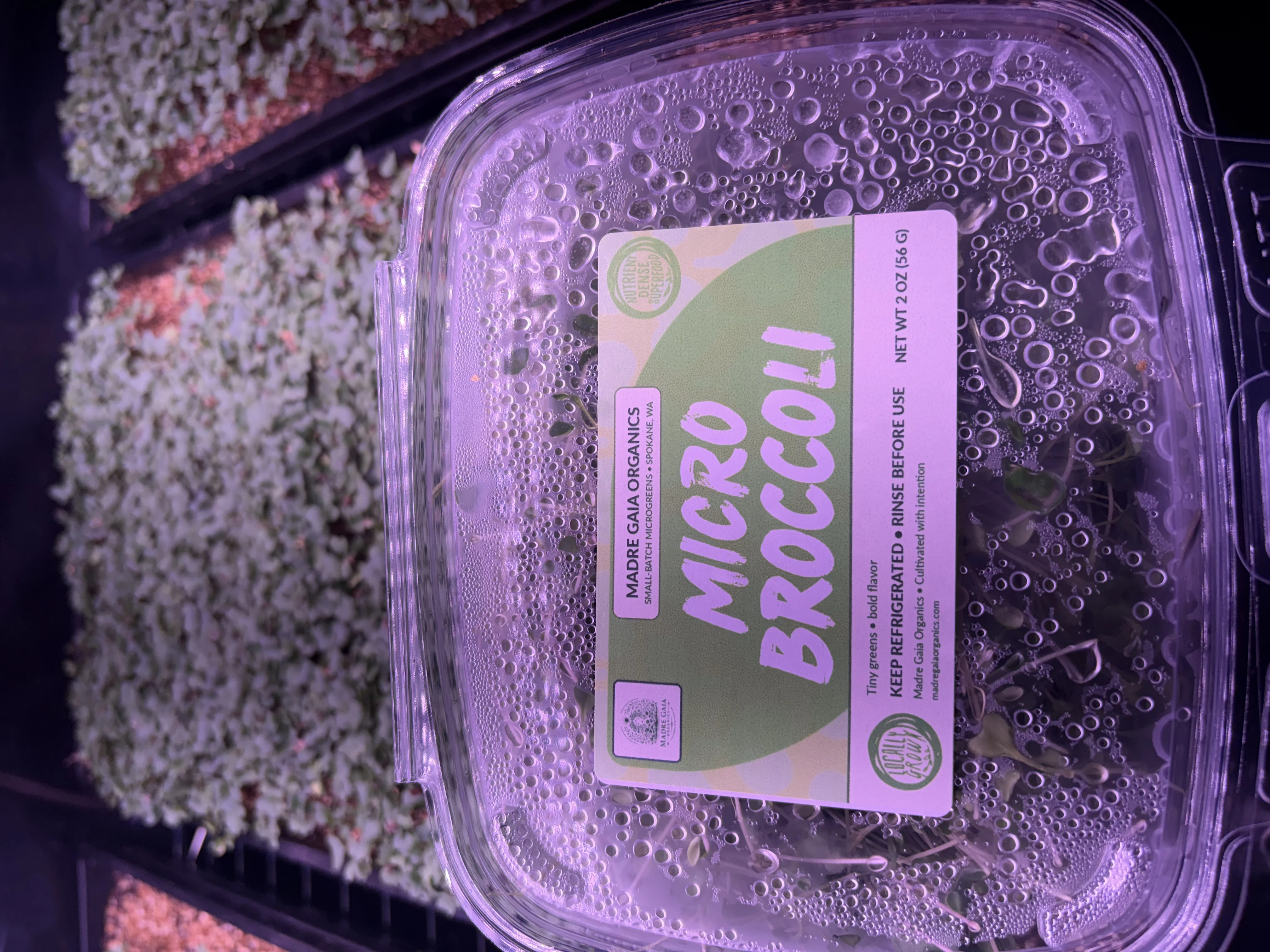 Broccoli Microgreens